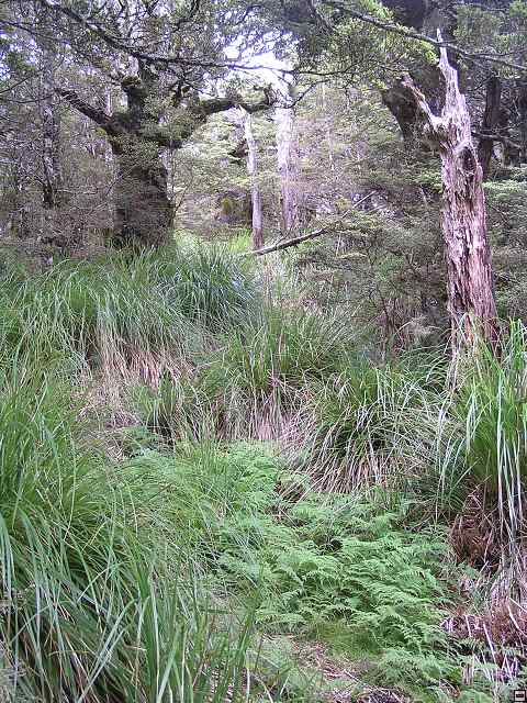 NZ leden-unor 2006 192.jpg